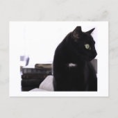 Bibles and Black Cat Postcard Print by JH Thornton Briefkaart (Voorkant)