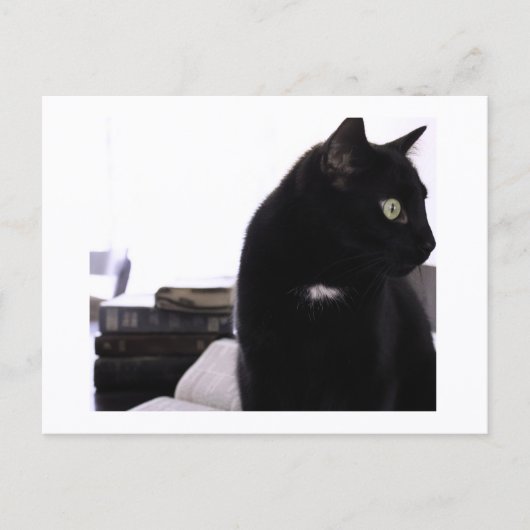 Bibles and Black Cat Postcard Print by JH Thornton Briefkaart (Voorkant)