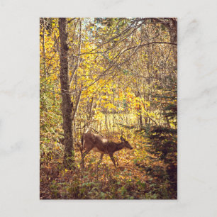 Biche - Parc national du Mont-Tremblant Briefkaart