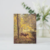 Biche - Parc national du Mont-Tremblant Briefkaart (Staand voorkant)