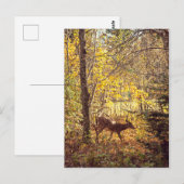 Biche - Parc national du Mont-Tremblant Briefkaart (Voorkant / Achterkant)
