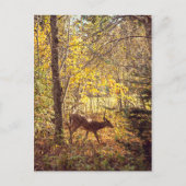 Biche - Parc national du Mont-Tremblant Briefkaart (Voorkant)