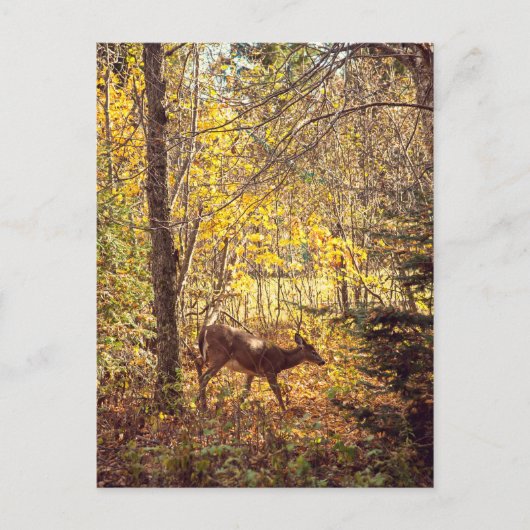 Biche - Parc national du Mont-Tremblant Briefkaart (Voorkant)