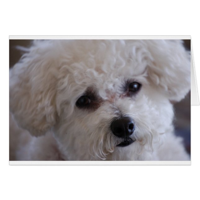 Bichon close (Voorkant Horizontaal)