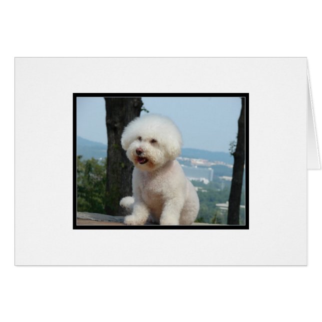 Bichon Frise (Voorkant Horizontaal)
