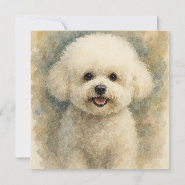 Bichon Frisé (Voorkant)