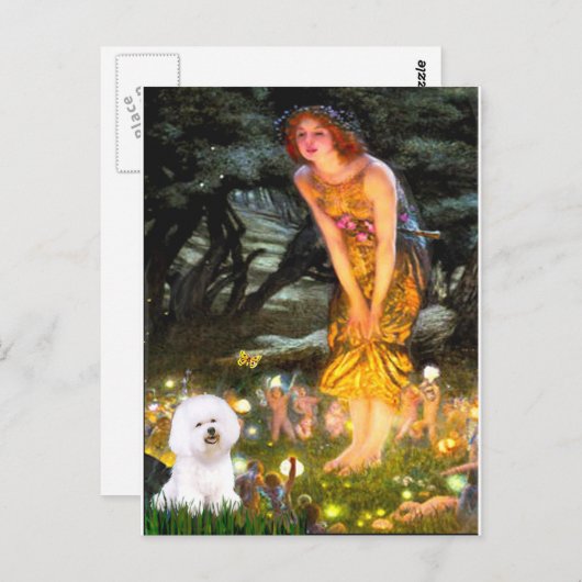 Bichon Frise 1 - MidEve Briefkaart (Voorkant / Achterkant)