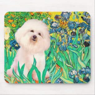 Bichon Frise 4  - Irissen Muismat