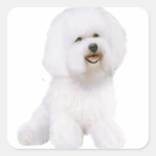 Bichon Frise (A) Vierkante Sticker