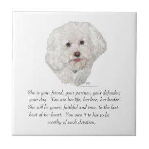 Bichon Frise Aandenken VROUW Tegeltje