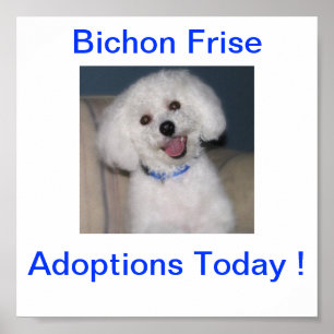 Bichon Frise Adoption Today Sign Poster