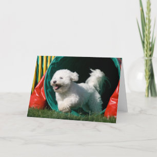 "Bichon Frise Agility" Foto Wenskaart Kaart