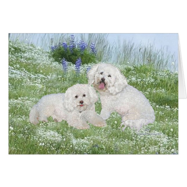 Bichon Frise Blauwe Lulpen (Voorkant Horizontaal)