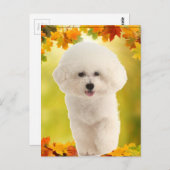 Bichon Frise Briefkaart (Voorkant / Achterkant)