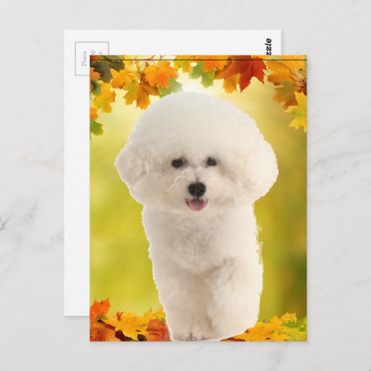Bichon Frise Briefkaart (Voorkant / Achterkant)