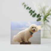 Bichon Frise Briefkaart (Staand voorkant)