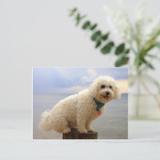Bichon Frise Briefkaart (Staand voorkant)