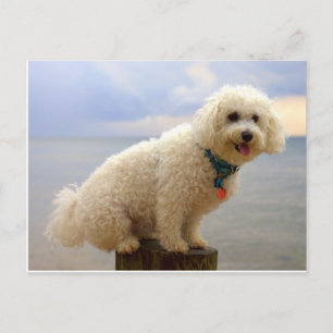 Bichon Frise Briefkaart