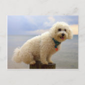 Bichon Frise Briefkaart (Voorkant)