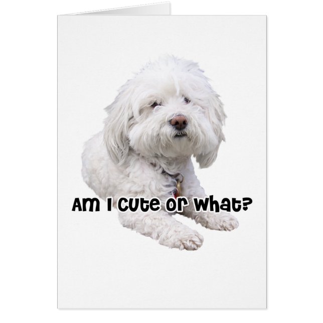 Bichon Frise Dog (Voorkant)