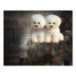Bichon Frise Foto Afdruk
