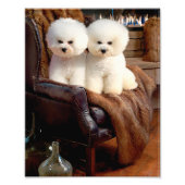 Bichon Frise Foto Afdruk (Voorkant)