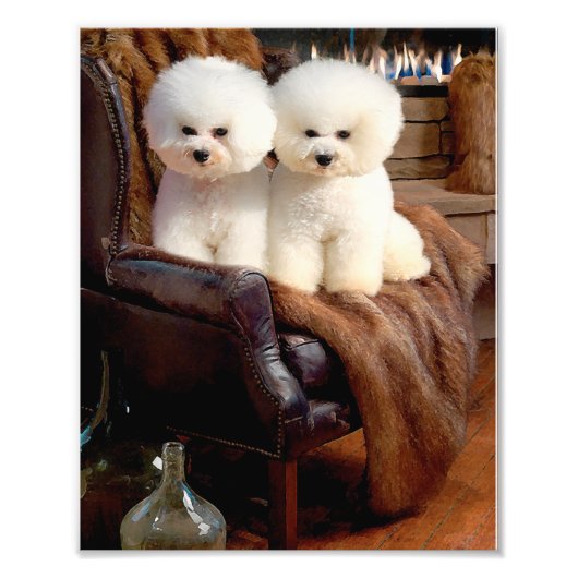 Bichon Frise Foto Afdruk (Voorkant)