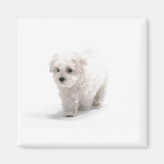 Bichon Frise fotomagneet Magneet (Voorkant)