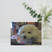 Bichon Frise hond Briefkaart (Staand voorkant)