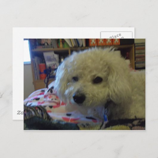 Bichon Frise hond Briefkaart (Voorkant / Achterkant)