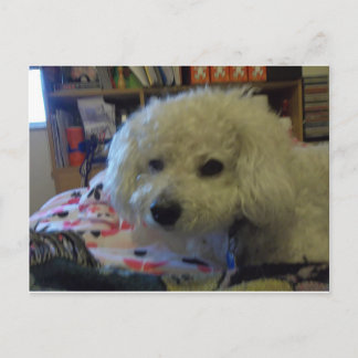 Bichon Frise hond Briefkaart