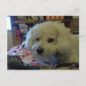 Bichon Frise hond Briefkaart (Voorkant)