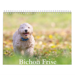 Bichon Frise hondenkalender Kalender
