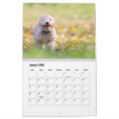 Bichon Frise hondenkalender Kalender (Jan 2026)
