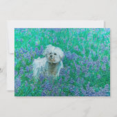 Bichon Frise in Bluebonnets Bedankkaart (Voorkant)