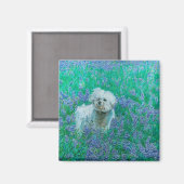 Bichon Frise in Bluebonnets Magneet (Voorkant / Achterkant)