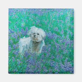Bichon Frise in Bluebonnets Magneet