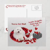 Bichon Frise Je hebt Mail Puppy Knuffels Valentijn Feestdagenkaart (Voorkant / Achterkant)