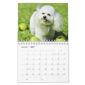 Bichon Frise Kalender (Jan 2027)