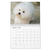 Bichon Frise Kalender (Feb 2027)
