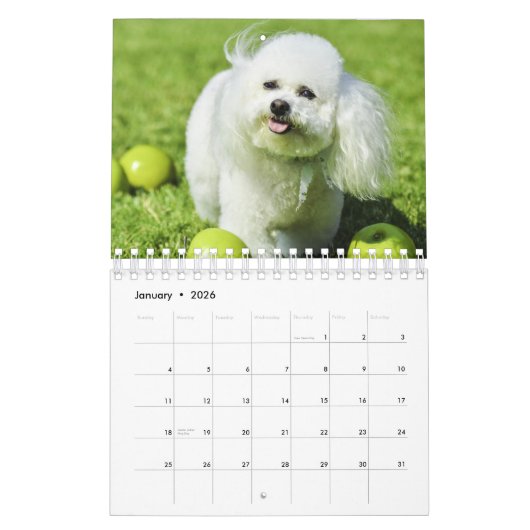 Bichon Frise Kalender (Jan 2026)