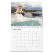 Bichon Frise Kalender (Mar 2026)