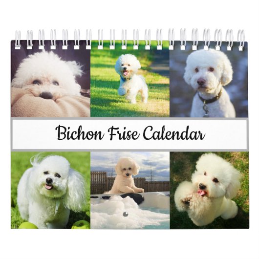 Bichon Frise Kalender (Hoes)