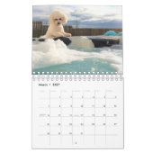 Bichon Frise Kalender (Mar 2027)