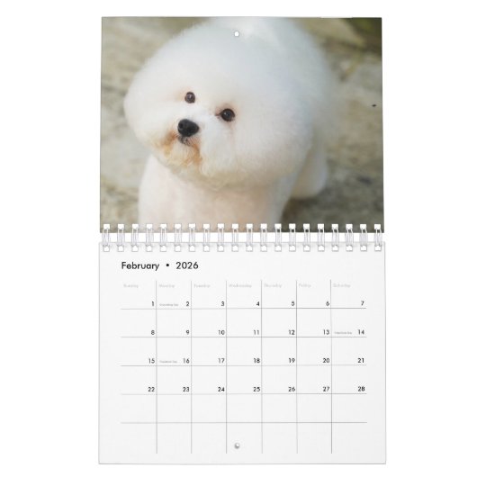 Bichon Frise Kalender (Feb 2026)