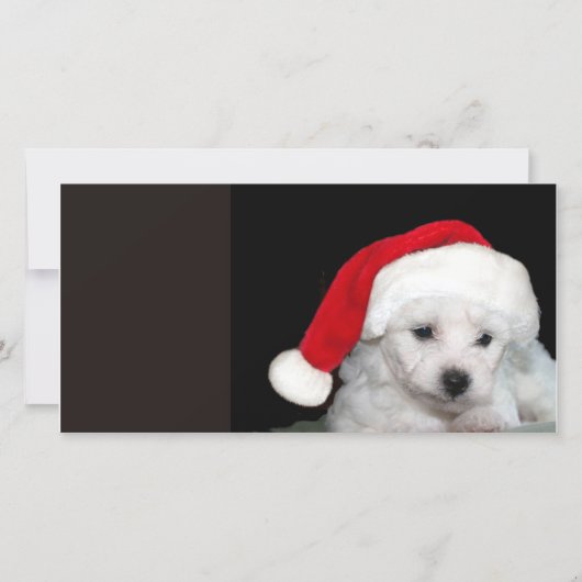 Bichon Frise Kerstmis Feestdagenkaart (Voorkant)