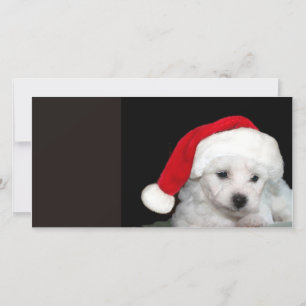 Bichon Frise Kerstmis Feestdagenkaart