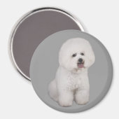 Bichon Frise kostbare magneet (Voorkant / Achterkant)