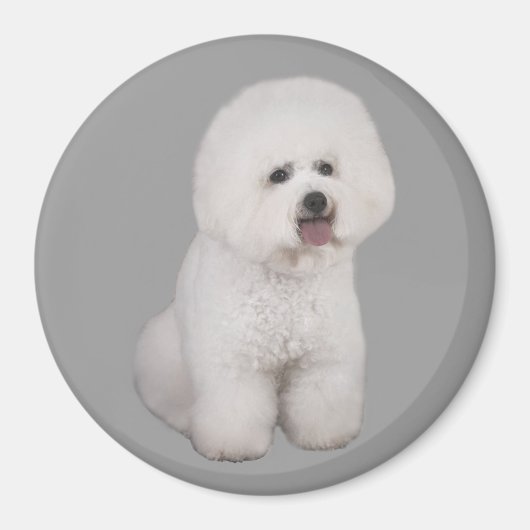 Bichon Frise kostbare magneet (Voorkant)