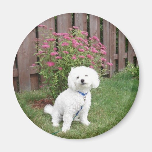 Bichon Frise Magneet (Voorkant)